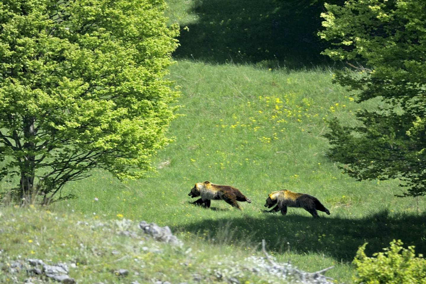 La promessa (orso bruno marsicano)